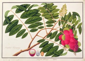 Sangole latong, from Drawings of Plants from Malacca, c.1805-18